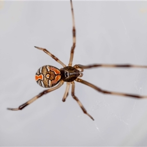Latrodectus hasselti at Jerrabomberra, NSW - suppressed