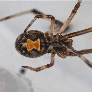Latrodectus hasselti at Jerrabomberra, NSW - suppressed