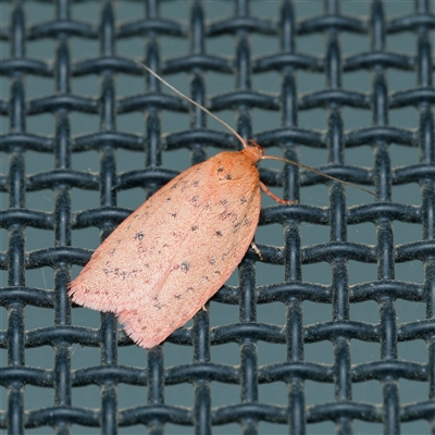 Garrha leucerythra (A concealer moth) at Harrison, ACT by DPRees125