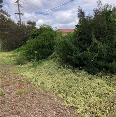 Vinca major at Hackett, ACT - 12 Mar 2025 01:42 PM