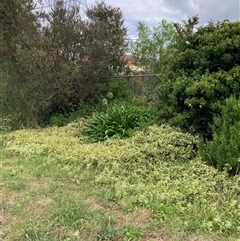 Vinca major at Hackett, ACT - 12 Mar 2025 01:42 PM