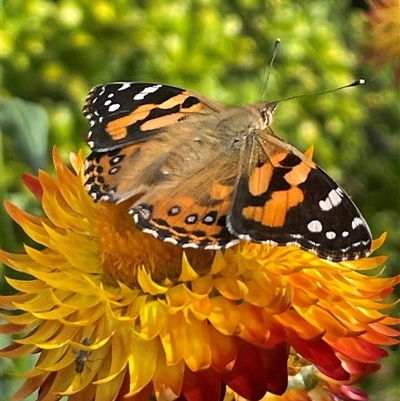 Vanessa kershawi (Australian Painted Lady) at Ainslie, ACT - 15 Mar 2025 by Clarel