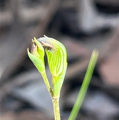 Speculantha rubescens (Blushing Tiny Greenhood) at Acton, ACT - 15 Mar 2025 by Clarel