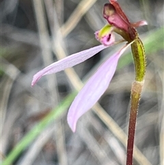 Eriochilus cucullatus (Parson's Bands) at Bruce, ACT - 15 Mar 2025 by Clarel