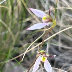 Eriochilus cucullatus at Bruce, ACT - suppressed