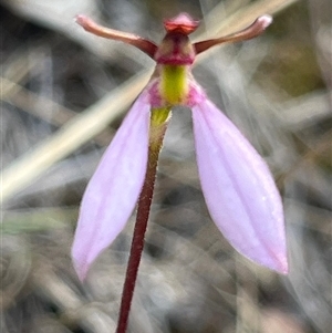 Eriochilus cucullatus at Bruce, ACT - suppressed