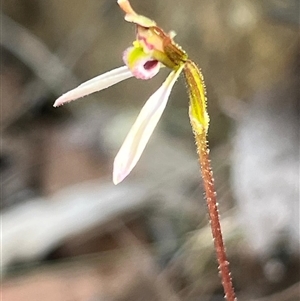 Eriochilus cucullatus at Bruce, ACT - suppressed