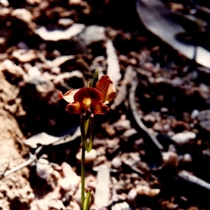 Diuris orientis at Yattalunga, SA - suppressed