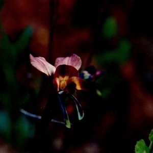 Diuris orientis at Yattalunga, SA - suppressed