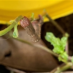 Geometridae (family) IMMATURE at Theodore, ACT - 15 Mar 2025 01:29 PM