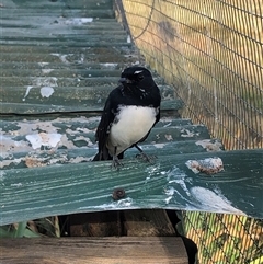 Rhipidura leucophrys (Willie Wagtail) at Crowther, NSW - 15 Mar 2025 by Frecko