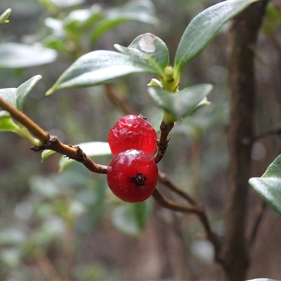 Coprosma hirtella (Currant Bush) at Tharwa, ACT - 15 Mar 2025 by DavidDedenczuk