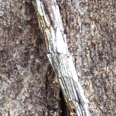 Lepidoscia (genus) near arctiella (A Case moth (Psychidae) at Mount Stuart, TAS - 15 Mar 2025 by VanessaC