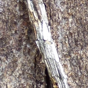 Lepidoscia (genus) near arctiella at Mount Stuart, TAS - 15 Mar 2025 04:13 PM