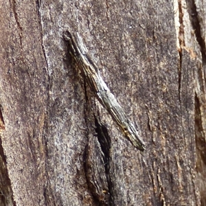 Lepidoscia (genus) near arctiella at Mount Stuart, TAS - 15 Mar 2025 04:13 PM