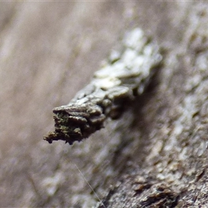 Lepidoscia (genus) near arctiella at Mount Stuart, TAS - 15 Mar 2025 04:13 PM