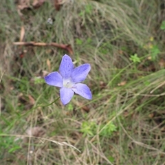 Wahlenbergia sp. (Bluebell) at Tharwa, ACT - 15 Mar 2025 by DavidDedenczuk