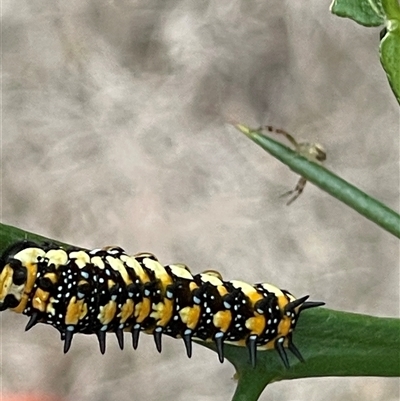 Papilio anactus (Dainty Swallowtail) at Aranda, ACT - 10 Mar 2025 by MarkT