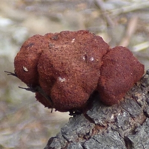 Uromycladium (genus) at Mount Stuart, TAS - 14 Mar 2025 04:19 PM