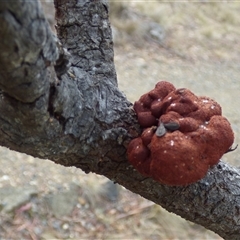 Uromycladium (genus) at Mount Stuart, TAS - 14 Mar 2025 04:19 PM
