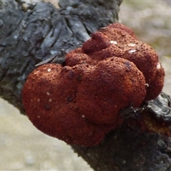 Uromycladium (genus) at Mount Stuart, TAS - 14 Mar 2025 04:19 PM