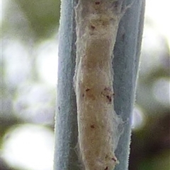 Unidentified Insect at West Hobart, TAS - 14 Mar 2025 by VanessaC