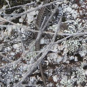 Liopholis whitii at Tharwa, ACT - 15 Mar 2025 02:12 PM