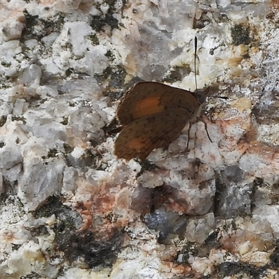 Paralucia aurifera (Bright Copper) at Tharwa, ACT - 15 Mar 2025 by DavidDedenczuk