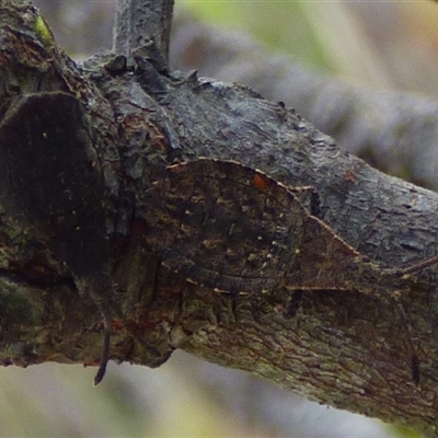 Agriopocoris sp. (genus) at West Hobart, TAS - 14 Mar 2025 by VanessaC