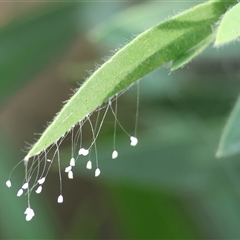 Neuroptera (order) (Unidentified lacewing) at Wodonga, VIC - 15 Mar 2025 by KylieWaldon