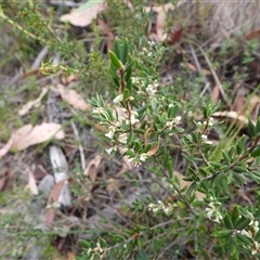 Monotoca scoparia (Broom Heath) at Tharwa, ACT - 15 Mar 2025 by DavidDedenczuk