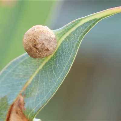 Unidentified Eucalyptus Gall at Wodonga, VIC - 15 Mar 2025 by KylieWaldon