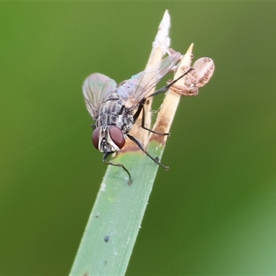 Unidentified True fly (Diptera) at Wodonga, VIC - 15 Mar 2025 by KylieWaldon