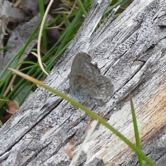 Zizina otis (Common Grass-Blue) at Tharwa, ACT - 15 Mar 2025 by DavidDedenczuk