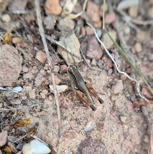 Phaulacridium vittatum at Bungendore, NSW - suppressed