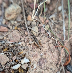 Phaulacridium vittatum at Bungendore, NSW - suppressed