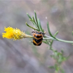 Aporocera (Aporocera) speciosa (Leaf Beetle) at Bungendore, NSW by clarehoneydove