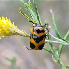 Aporocera (Aporocera) speciosa at Bungendore, NSW - suppressed