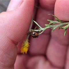Aporocera (Aporocera) speciosa at Bungendore, NSW - suppressed