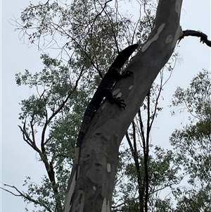Varanus varius at Talmalmo, NSW - suppressed