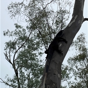 Varanus varius at Talmalmo, NSW - suppressed