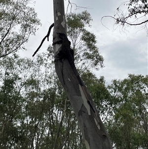 Varanus varius at Talmalmo, NSW - suppressed