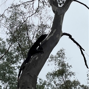 Varanus varius at Talmalmo, NSW - suppressed