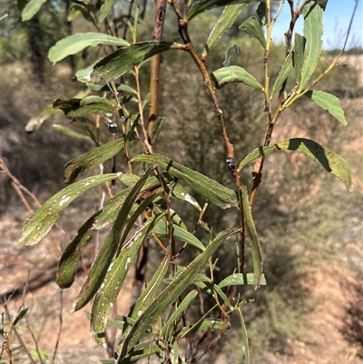 Acacia difformis at Alleena, NSW - 15 Mar 2025 by PeterLott