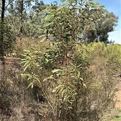 Acacia difformis at Alleena, NSW - 15 Mar 2025 02:05 PM