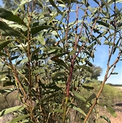 Acacia difformis at Alleena, NSW - 15 Mar 2025 02:05 PM