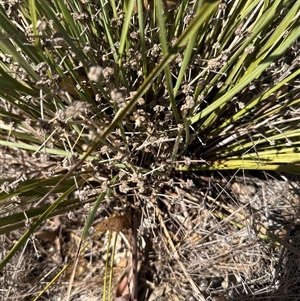 Lomandra multiflora at Alleena, NSW - 15 Mar 2025 02:03 PM