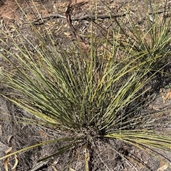 Lomandra multiflora at Alleena, NSW - 15 Mar 2025 02:03 PM