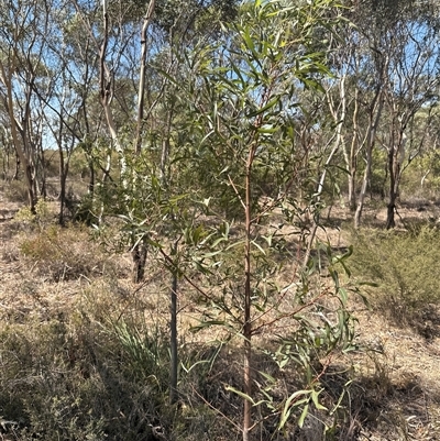 Brachychiton populneus (Kurrajong) at Alleena, NSW - 15 Mar 2025 by PeterLott