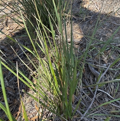 Unidentified Lily or Iris at Alleena, NSW - 15 Mar 2025 by PeterLott